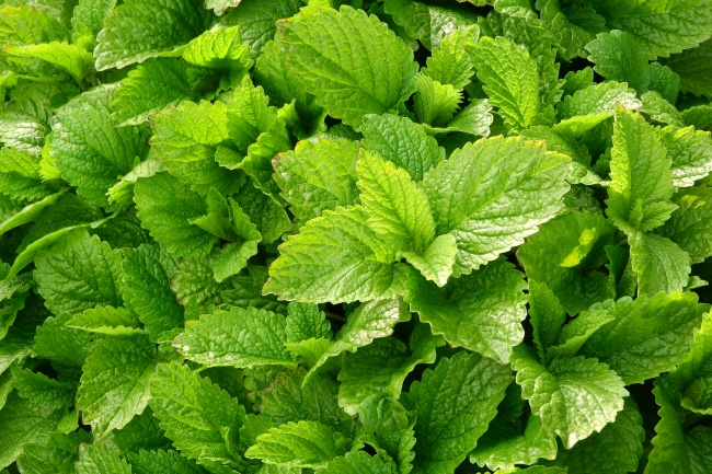炎炎夏日，聊聊清爽的薄荷想必一定是喜聞樂(lè)見(jiàn)