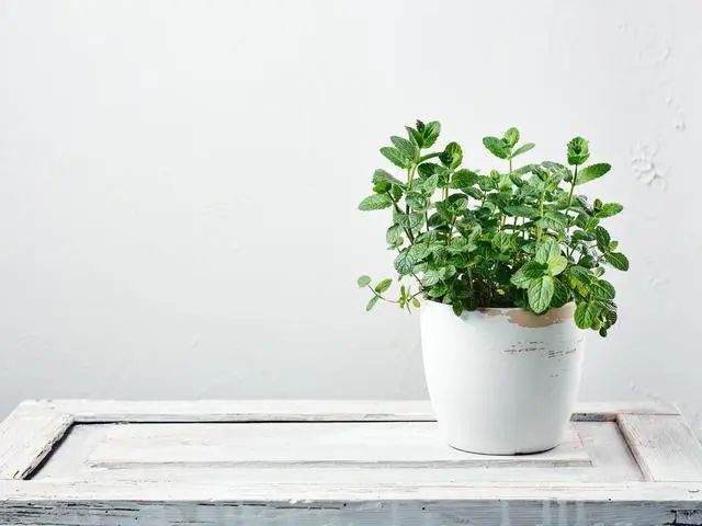 室內(nèi)種植這幾種植物，讓你的房間充滿芳香，凈化空氣，芬芳室內(nèi)