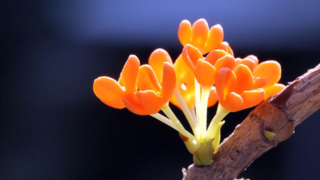 當(dāng)＂桂花＂浸在茶云里，香氣路過的是詩與遠(yuǎn)方
